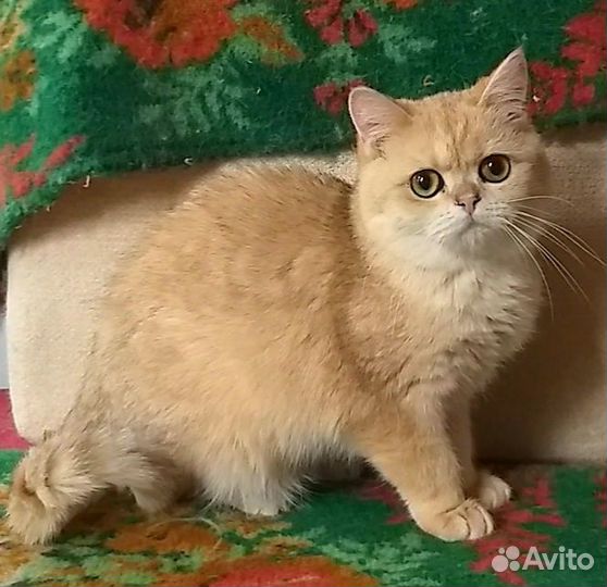 Золотая шиншилла
