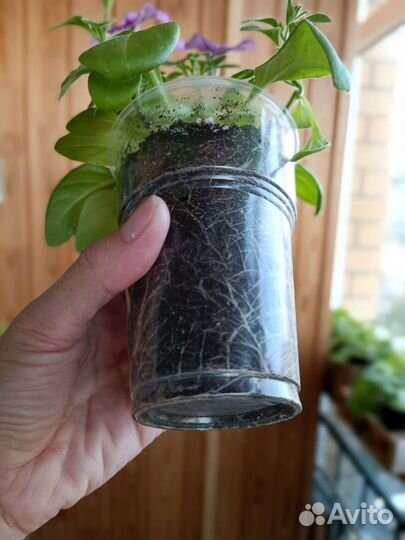 Петуния - Эклиптика F1 Стардаст