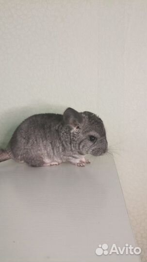 Шиншилла 2 месяца