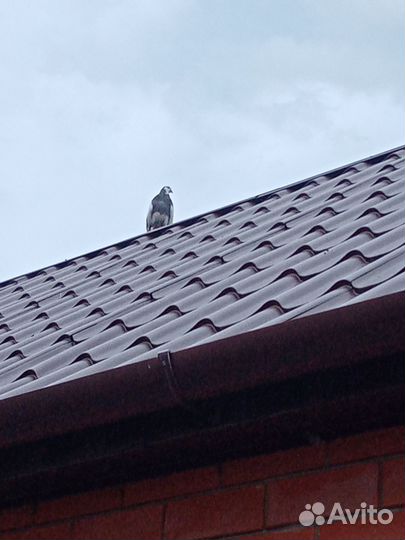 Голубь порода не знаю, окольцованный