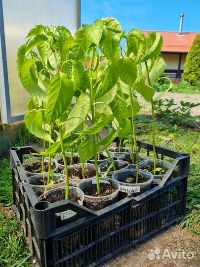 Рассада помидор и перца сладкого, острого