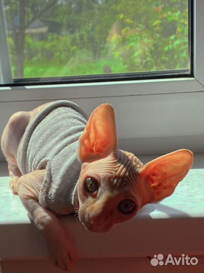 Канадский сфинкс