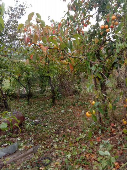 Участок 5,1 сот. (СНТ, ДНП)