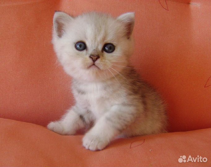 Милый малыш