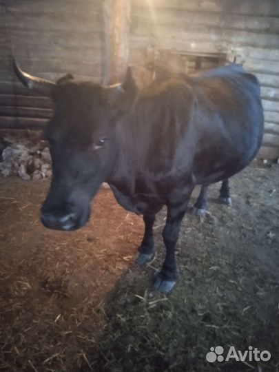 Корова стельная дойная