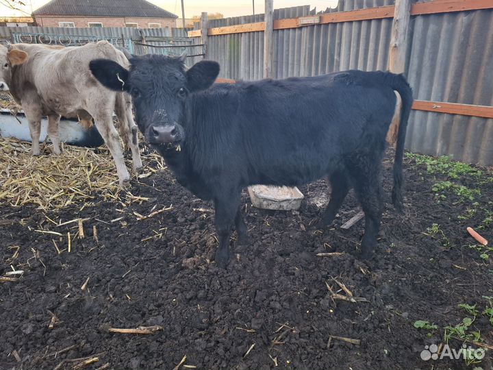 Телята бычки