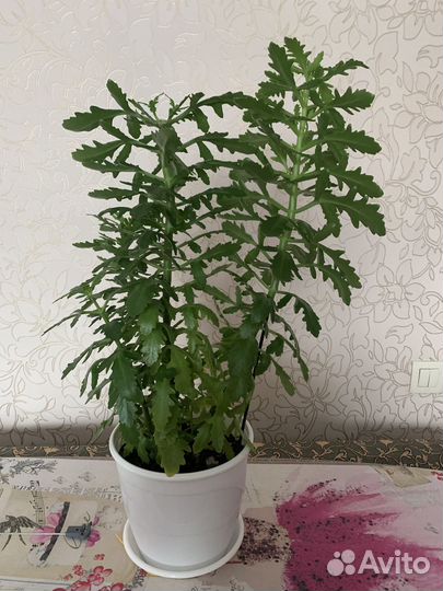 Комнатные растения цветы-каланхоэ