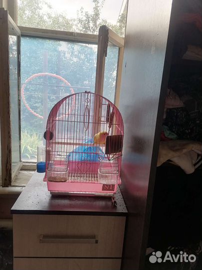 Неразлучник розовощекий