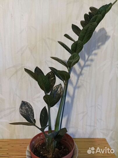 Замиокулькас черный ворон