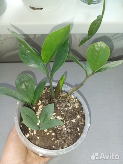 Замиокулькас детки