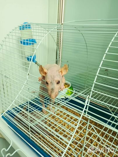 Крыса сфинкс