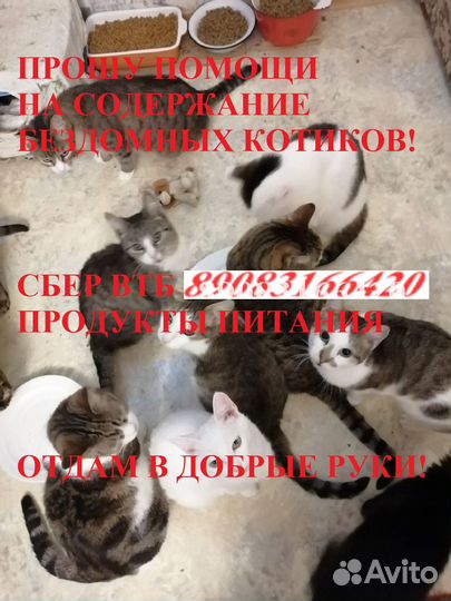 Котики очень надеются на Вашу помощь