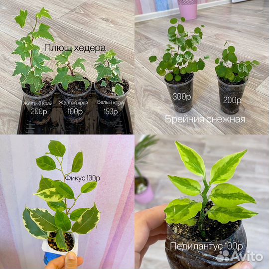 Комнатные растения