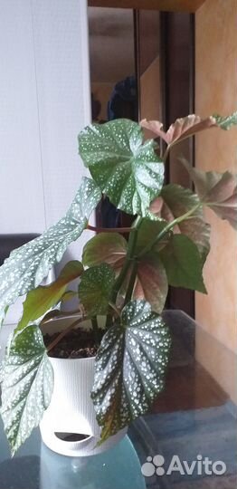 Комнатные растения и цветы