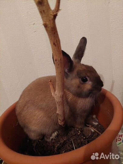 Отдам в добрые руки кролика