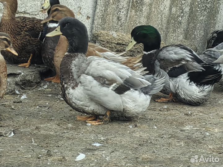 Руанская утка