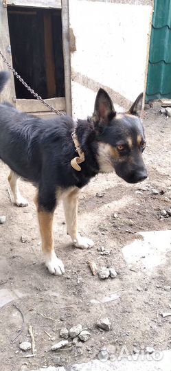 Собаки в дар бесплатно