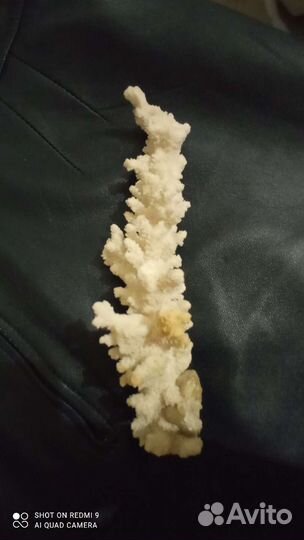 Кораллы и ракушки