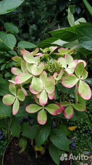 Гортензии метельчатые и древовидные