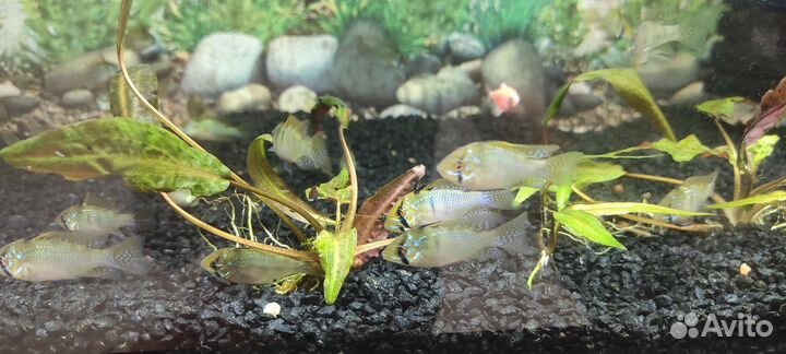 Апистограмма рамирези