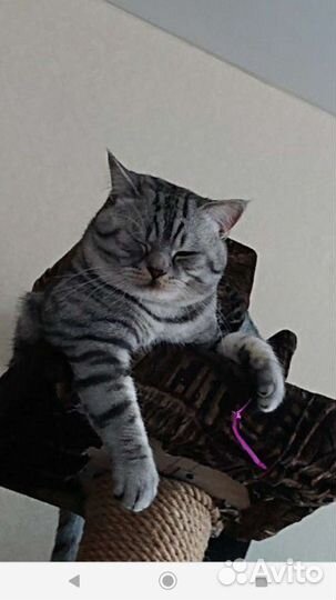 Котик вязка