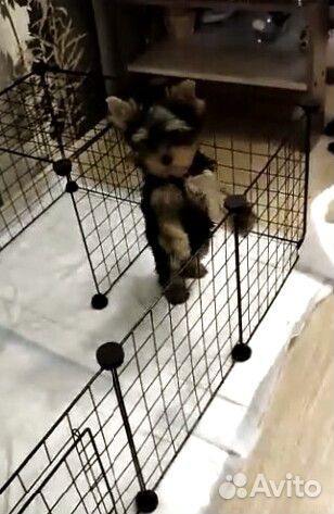 Вольер для щенков 12 секций