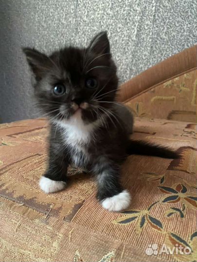 Котята