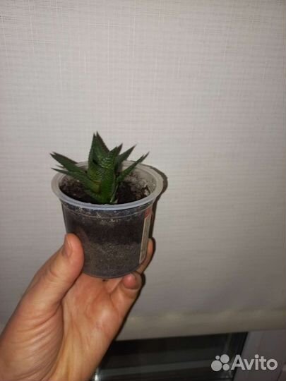 Суккуленты
