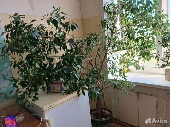 Фикус Бенджамина большой