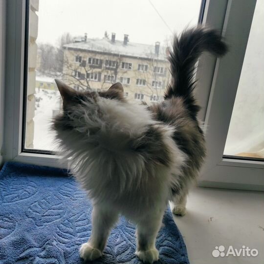 Котик в добрые руки