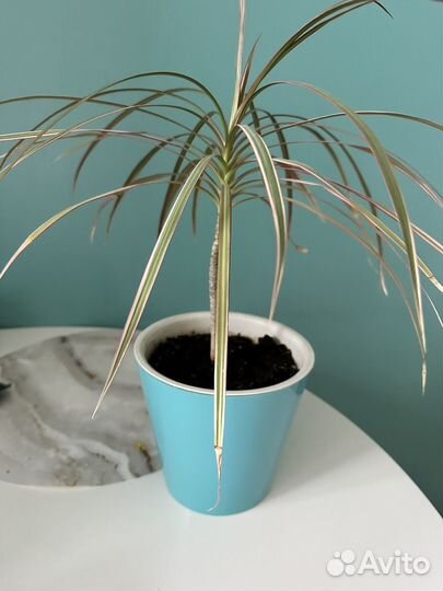 Драцена в горшке