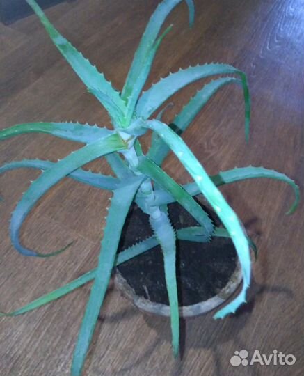 Алоэ (столетник)