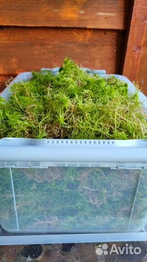 Мох сфагнум живой
