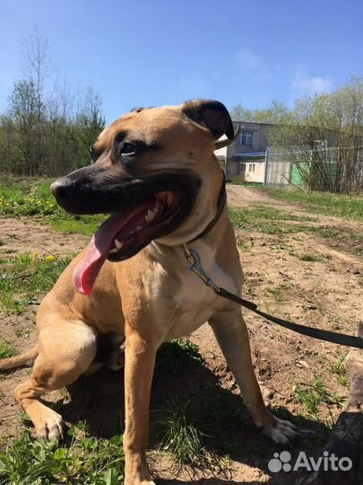 Питбультерьер вязка