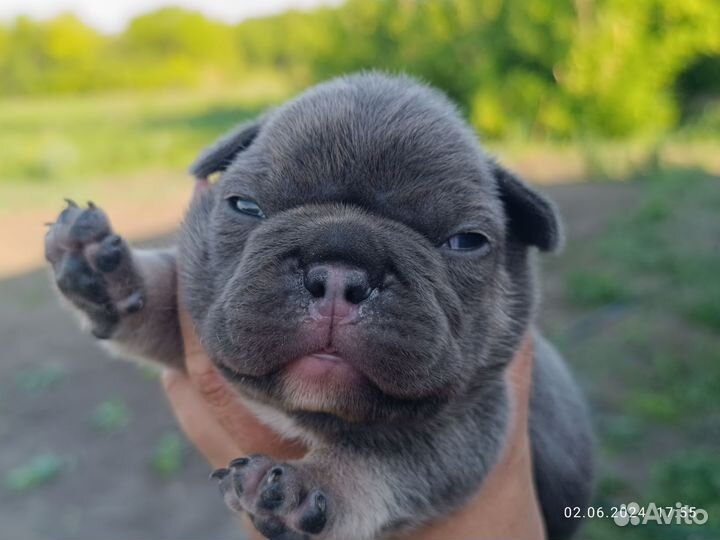 Французский бульдог