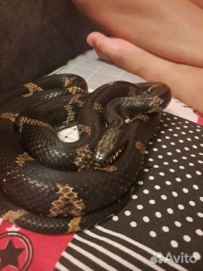 Рептилии змеи