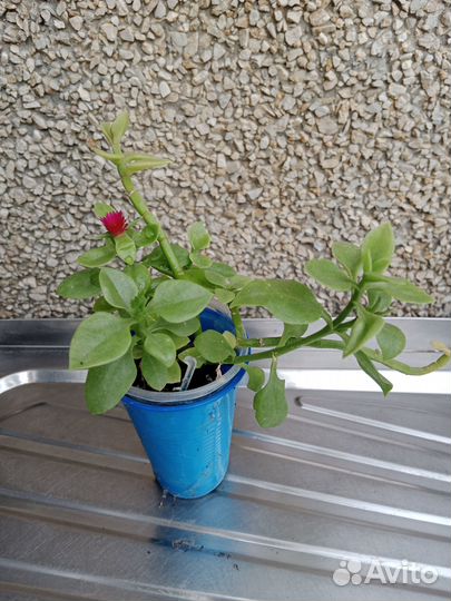 Суккуленты аптения