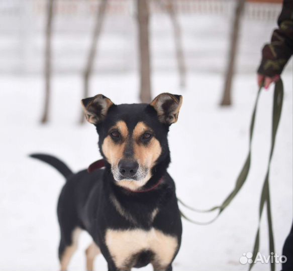 Красавица Мэй замерзает в приюте