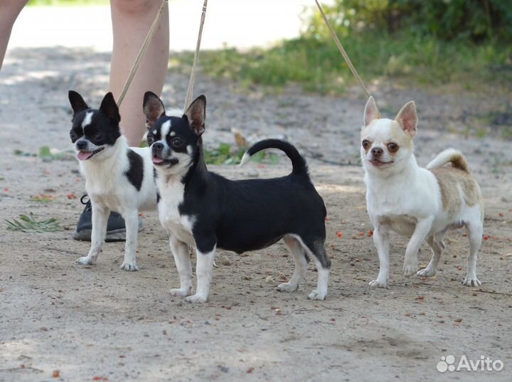 Чихуахуа девочки