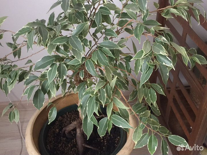 Фикус бенджамина Голден Моник