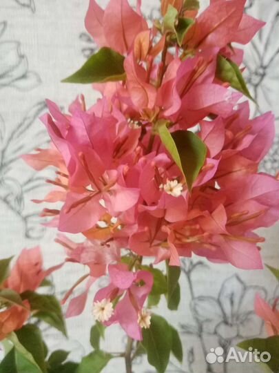 Бугенвилия