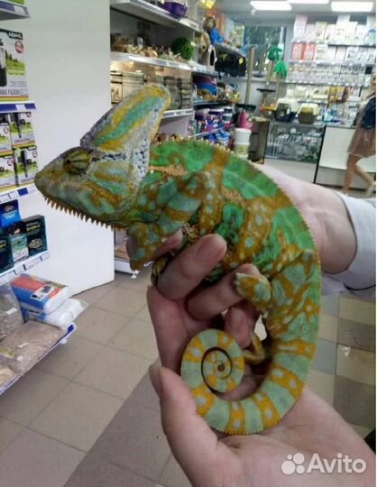 Аквариумная рыбка