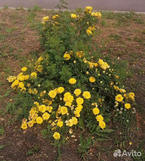 Шиповник декоративный желтый