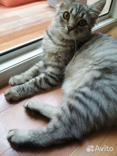 Котенок девочка в добрые руки