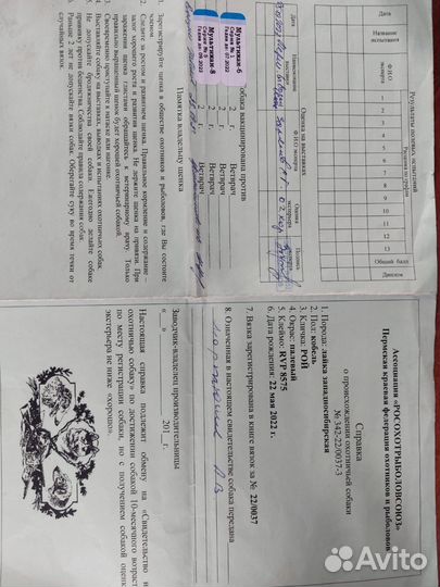 Кабель западно сибирской лайки