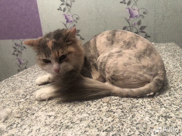 Стрижка собак и кошек, груминг, уход за питомцем