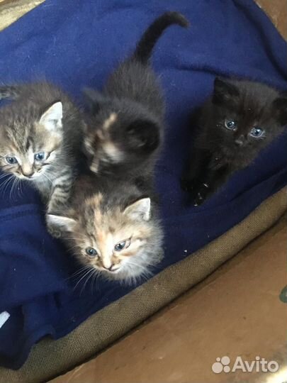 Мускусные утята