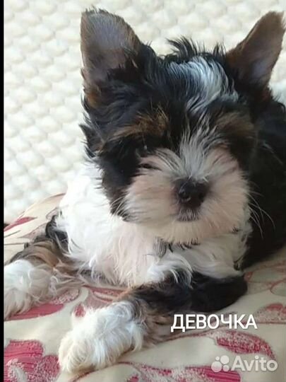 Щенки бивер йорка