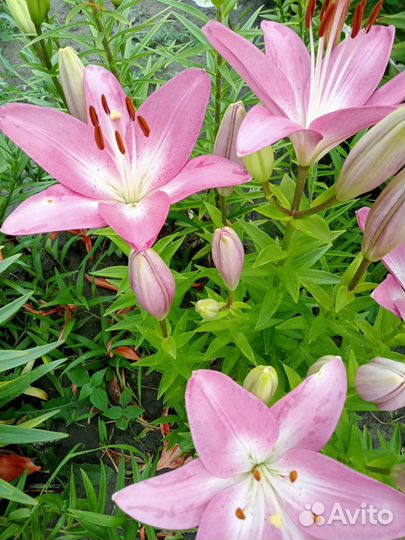 Лилии луковицы