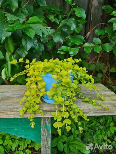 Вербейник монетчатый